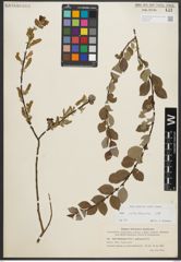 Foto von Salix starkeana Willd.